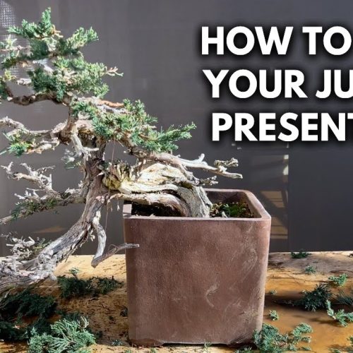 Juniper Bonsai Pad Refinement: Fine-Tuning for a Clean Look