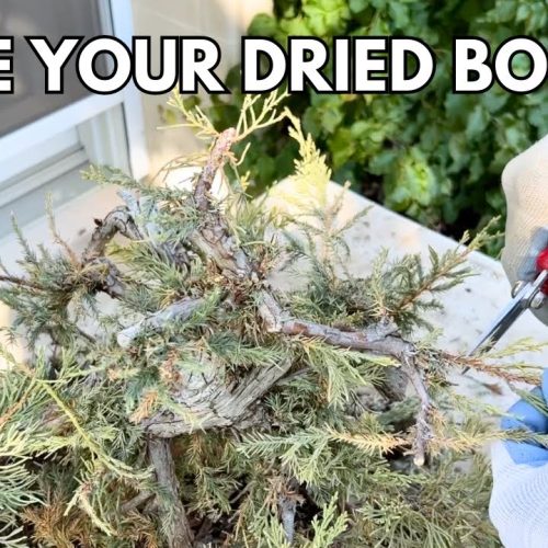 Dried Juniper Bonsai Rescue: Salvage and Recovery Steps