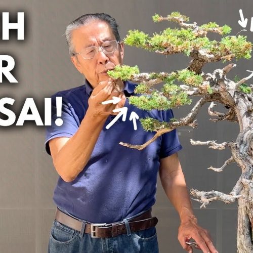 How to Keep Your Bonsai Looking Good All the Time (Maintenance Routine)