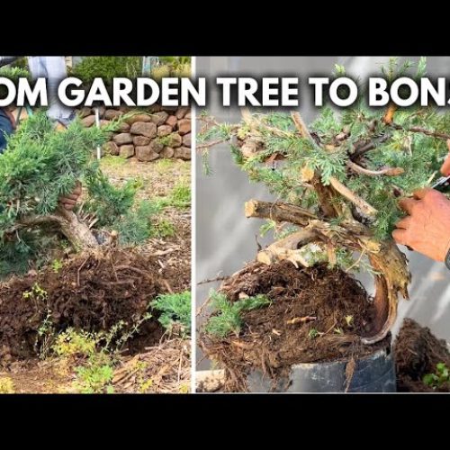 How to Dig Up a Tree for Bonsai (Q&A)