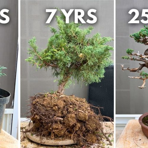 Juniper Bonsai from Cuttings: Step-by-Step