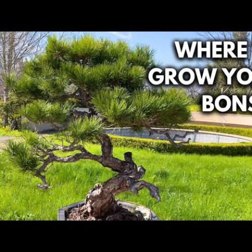 Bonsai Sun vs Shade: Where to Grow Your Bonsai (Q&A)