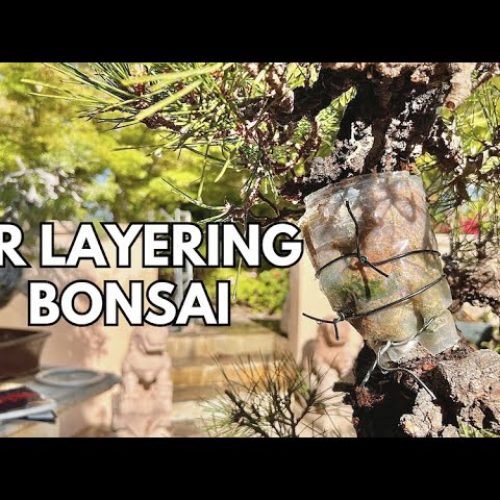 Air Layering Japanese Black Pine Bonsai (Experiment + Results)