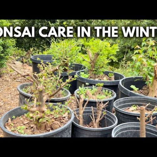 Winter Bonsai Care: What Work to Do and When