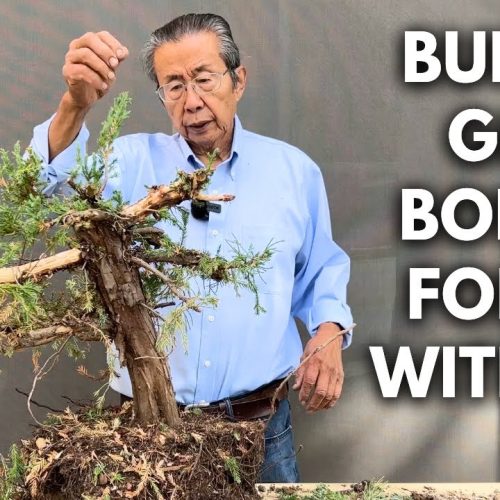 Giant Bonsai Forest Build: Step-by-Step (Part 4)