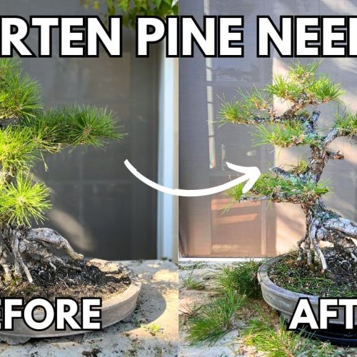 Japanese Black Pine Bonsai Pruning Guide (Needle and Branch Work)