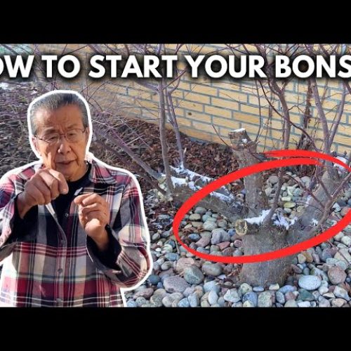 Japanese Maple Bonsai: Turn Garden Stock into a Respectable Tree