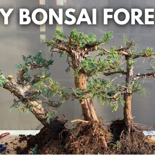 Clump Style Juniper Bonsai: Step-by-Step