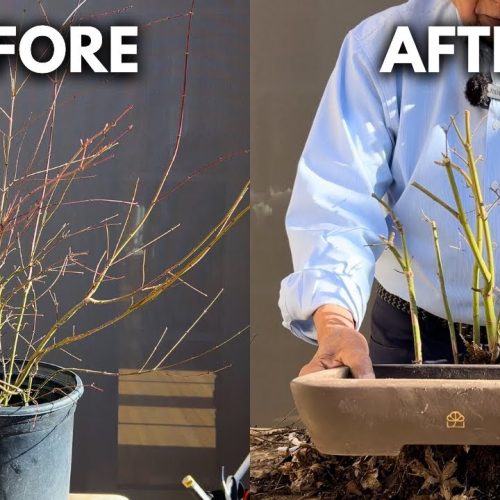 Japanese Maple Bonsai Grove: Beginner Styling Tutorial