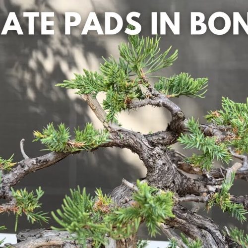 Juniper Bonsai Pads: How to Create Pads Easily