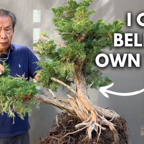 Shimpaku Juniper Bonsai: 100-Year-Old Transformation