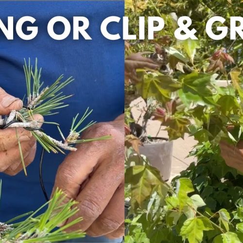 Beginner Bonsai Q&A: Wiring, Clip & Grow, and Next Steps