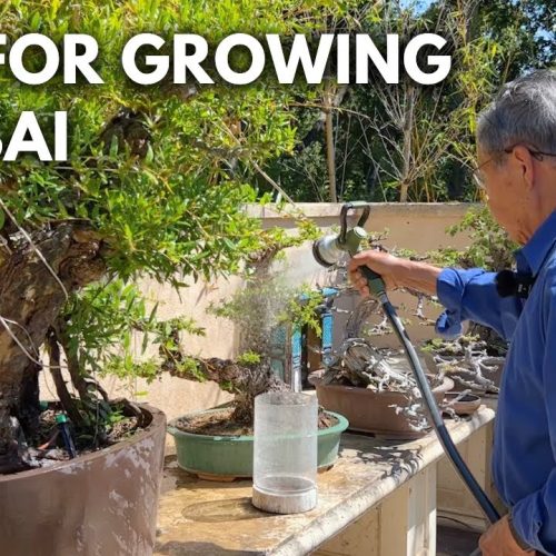 Bonsai Care Q&A: Trimming, Root Removal, Soil Mix