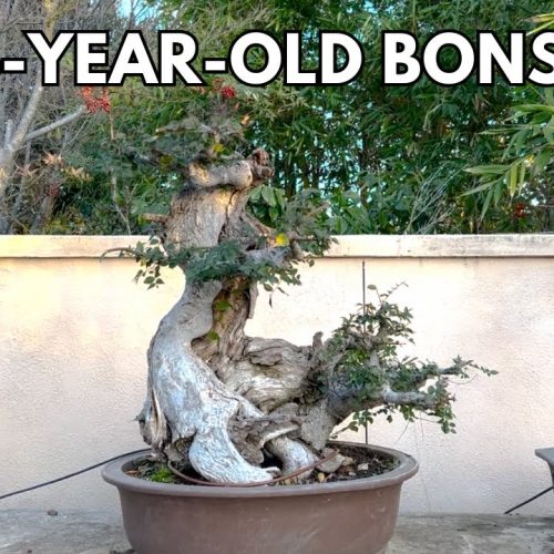 Carrying a 75-Year-Old Bonsai Back from Taiwan (Story + Tour)
