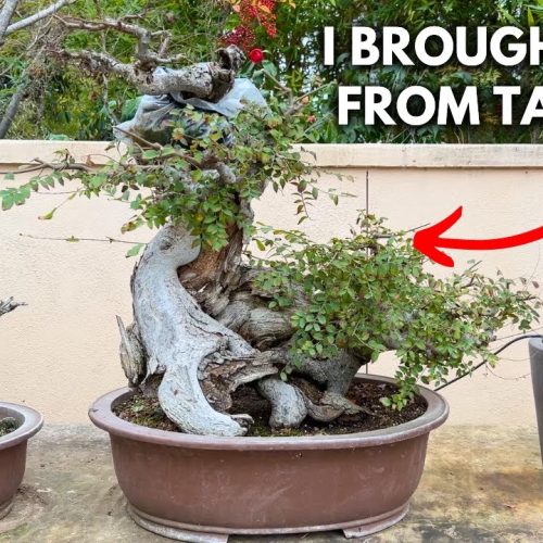 Milton’s Most Valuable Bonsai Tree (What Makes It Valuable?)