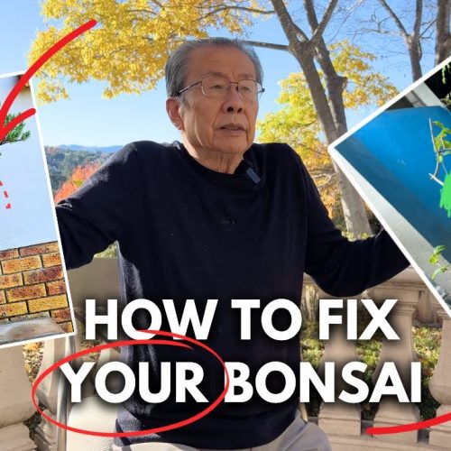 Bonsai Expert Reacts: Fixing Common Bonsai Mistakes