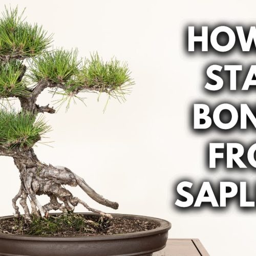 Small Bonsai Care: Watering and Maintenance Guide