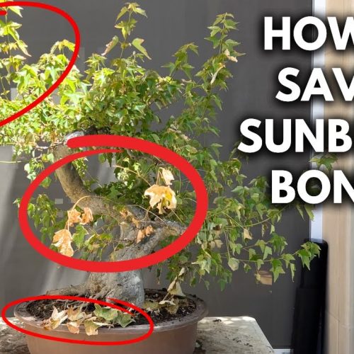 Trident Maple Bonsai Rescue: Revive Heat-Scorched Bonsai