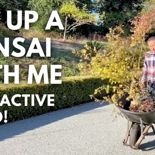 Dig Up and Design a Bonsai: Step-by-Step