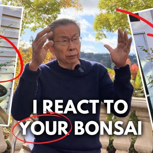 Bonsai Critique & Tips: Milton Reacts to Viewer Bonsai
