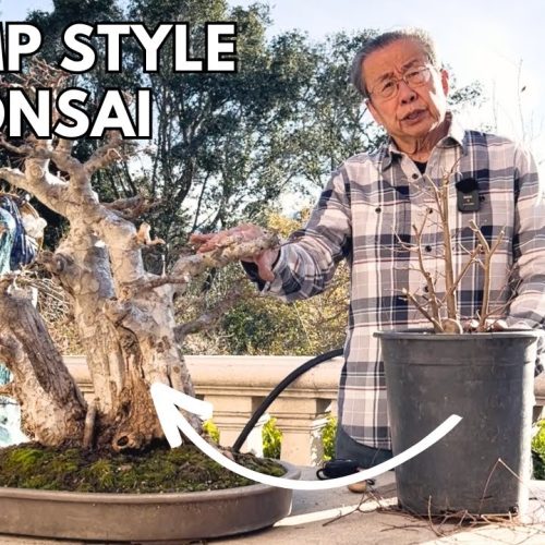 Clump Style Bonsai: How to Create Clump Style Trees