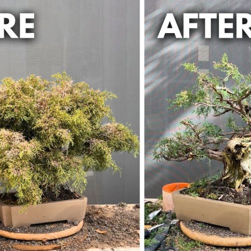Juniper Bonsai Rescue: Revive an Overgrown Sunburned Juniper