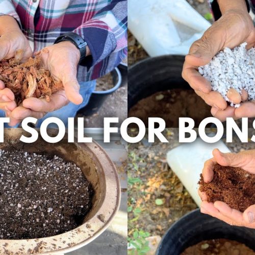 Best Bonsai Soil Components: What to Use for Healthy Roots (Q&A)