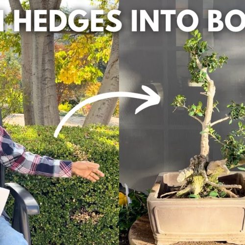 Boxwood Hedge to Bonsai: Step-by-Step