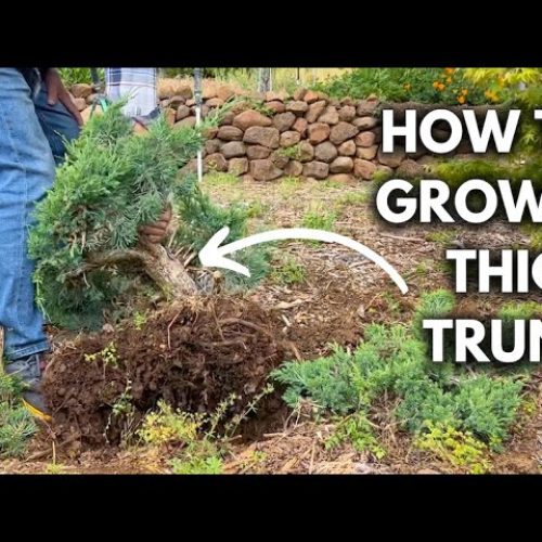 Grow a Thick Bonsai from a Seedling (Q&A)