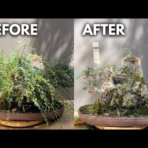 Bonsai Maintenance: How to Keep Your Bonsai in Shape