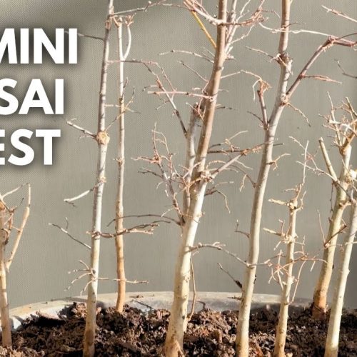 Mini Bonsai Forest: How to Make a Small Forest Planting