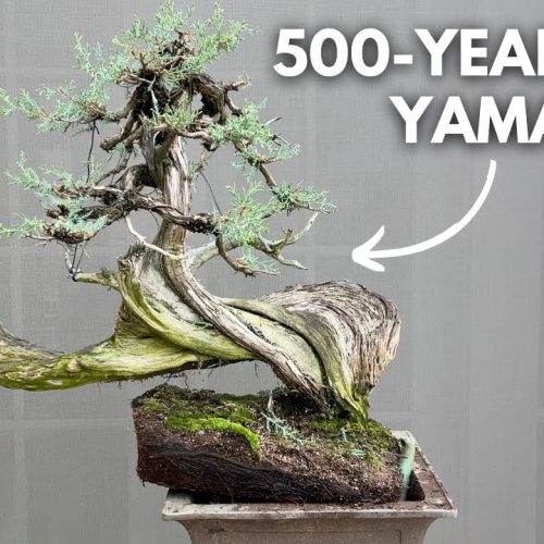 Collecting Yamadori for Bonsai: Ethics, Tips, and Reality (Q&A)