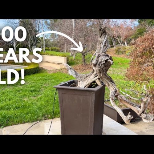 1000-Year-Old California Juniper Bonsai: Collection Tour (Q&A)