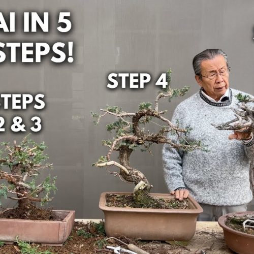Juniper Bonsai: 5 Simple Steps to Create and Style