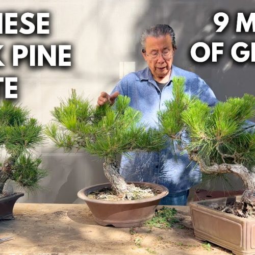 Japanese Black Pine Bonsai: Update and Refinement Techniques