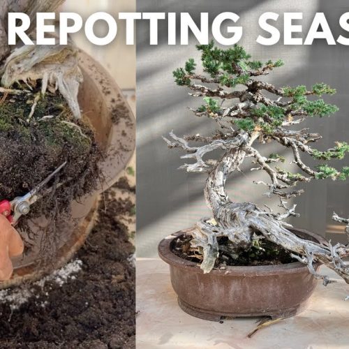 Repotting a 50-Year-Old Juniper Bonsai (Step-by-Step)