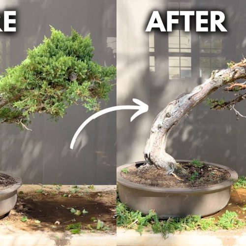 Juniper Deadwood Technique: Create Drastic Jin Step-by-Step