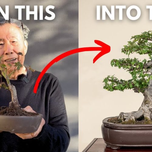 Small Bonsai for Beginners: How to Start and Maintain Mini Bonsai
