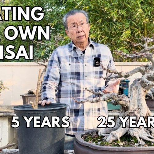 Bonsai Transformation Timeline: 5-Year-Old to 25-Year-Old Tree