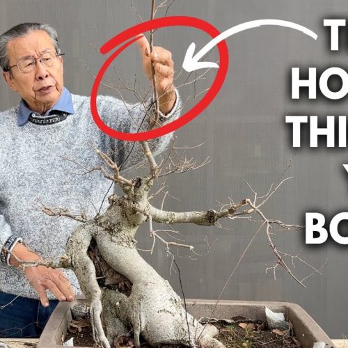 Sacrificial Branch Technique: Thicken Your Bonsai Trunk