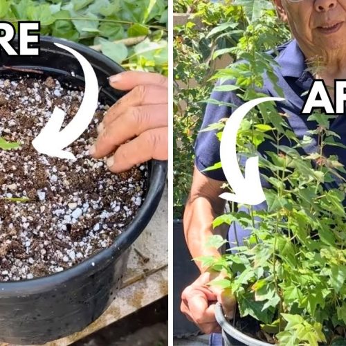 Rooting Bonsai Cuttings Successfully (Q&A)