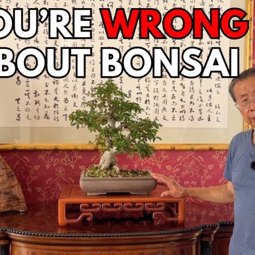 Bonsai Misconceptions: Debunking 6 Common Myths