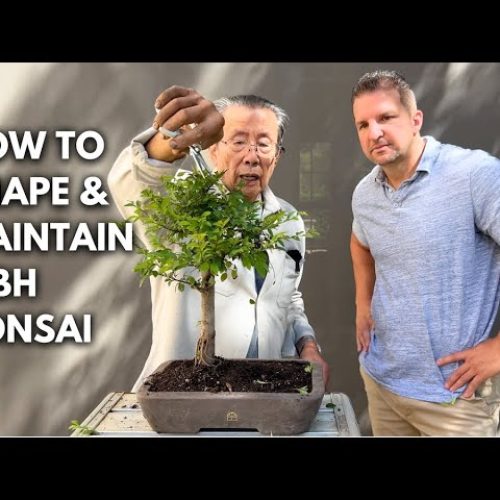 Chinese Elm Bonsai Care & Styling Lesson (Beginner-Friendly)
