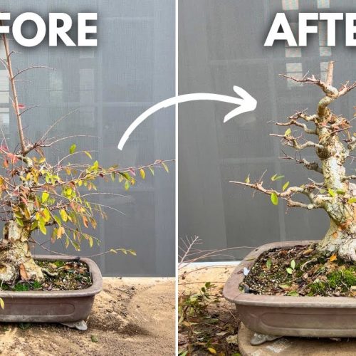 Chinese Elm Bonsai Pruning Guide (Step-by-Step)
