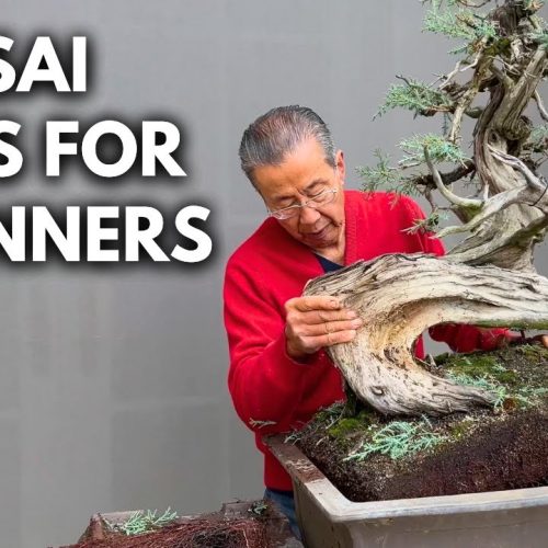 How to Start a Bonsai Tree (Beginner Step-by-Step)