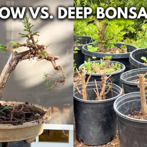 How to Grow a Bonsai Tree Fast (Q&A)