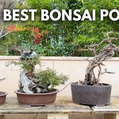 Where to Find Good Bonsai Pots (Q&A)