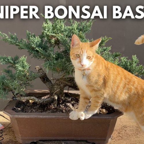 How to Prune a Juniper Bonsai (Beginner-Friendly Guide)