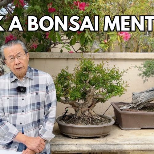 Where to Find Pre-Bonsai + Fertilizing + When to Prune & Repot (Q&A)