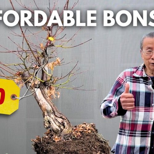 Affordable Bonsai Auctions: How to Find Great Deals (Q&A)